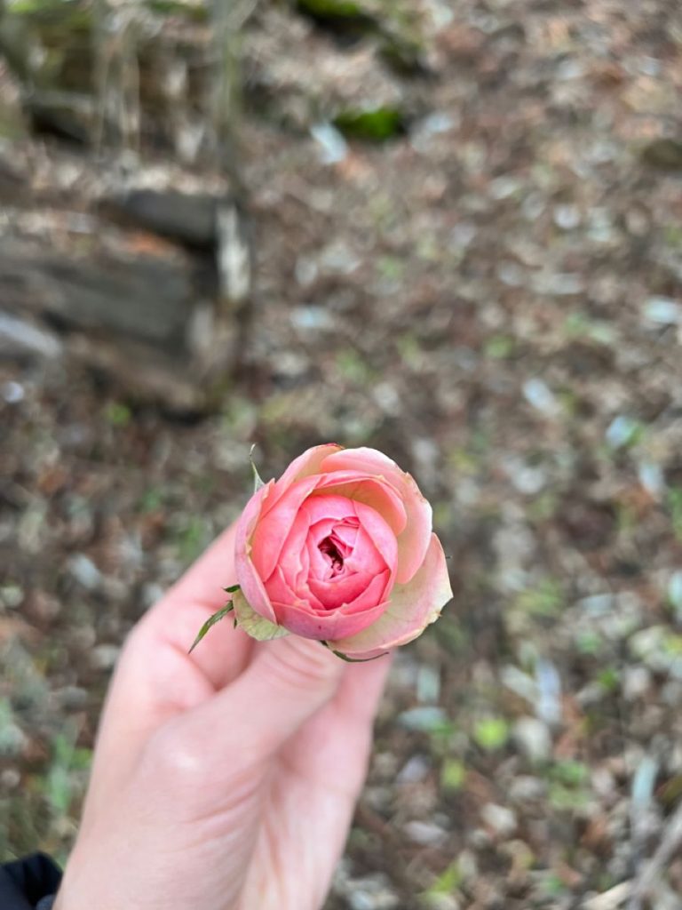Красивые розы в руке девушки фото (28)