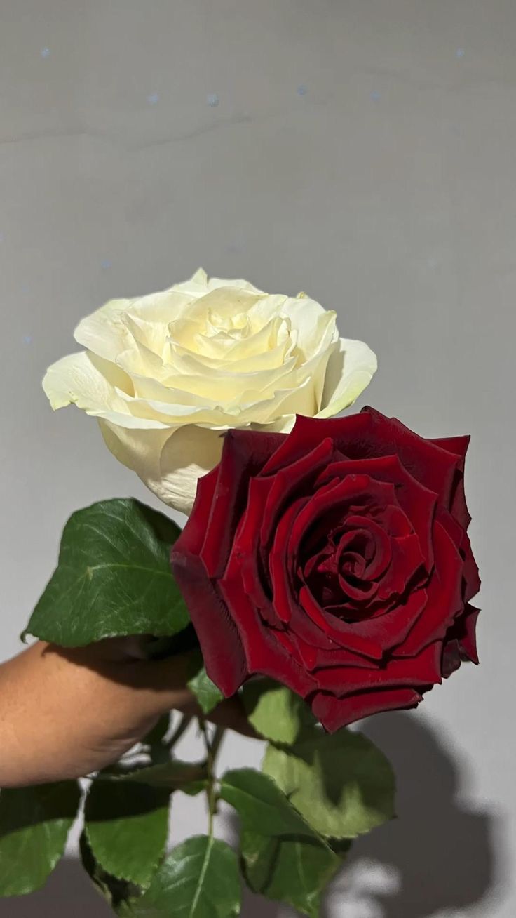 Красивые розы в руке девушки фото (46)