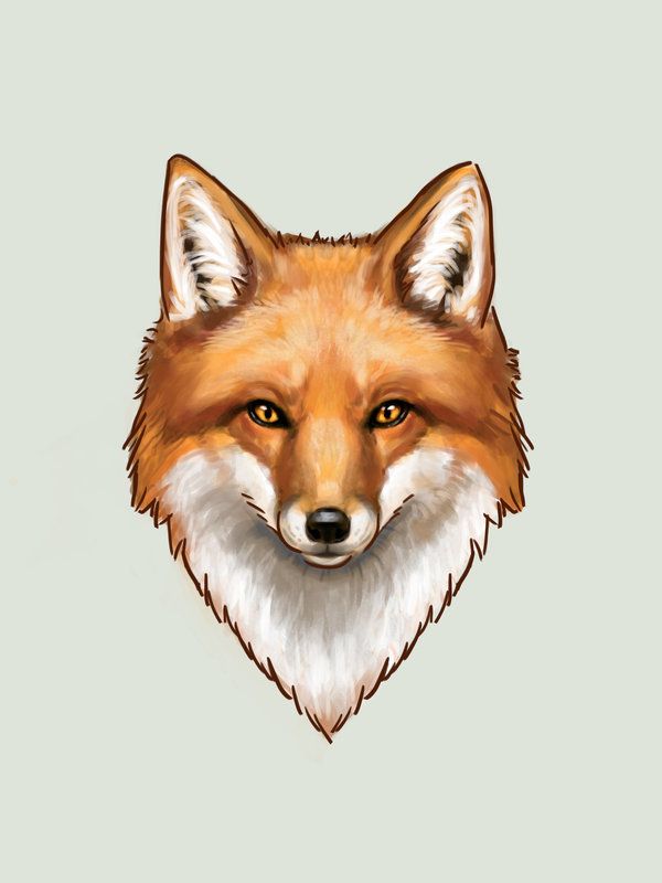 Красивые фото лисы на аватарку (5)