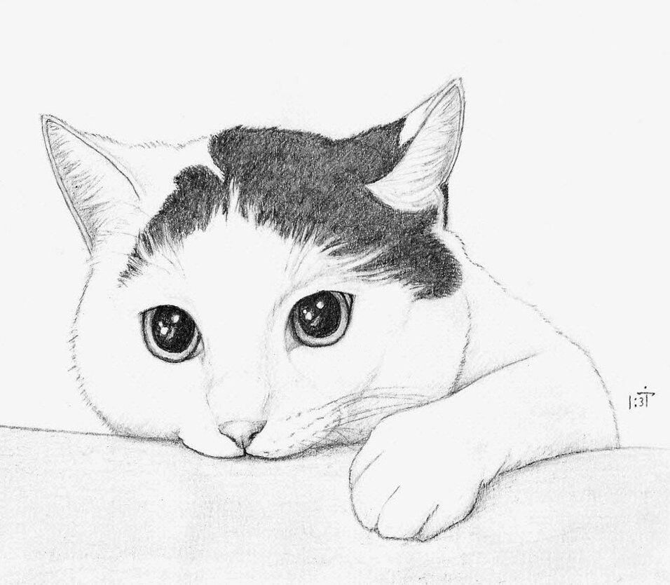 Милые рисунки котят для срисовки карандашом (11)