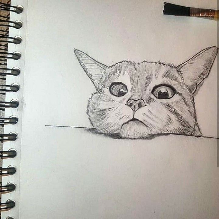 Милые рисунки котят для срисовки карандашом (12)