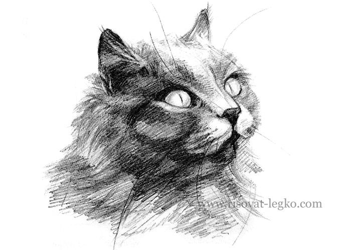 Милые рисунки котят для срисовки карандашом (13)