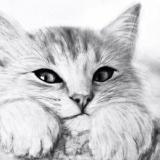 Милые рисунки котят для срисовки карандашом (14)