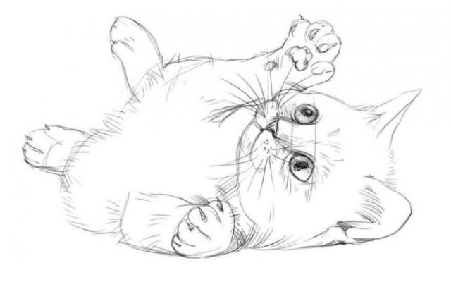 Милые рисунки котят для срисовки карандашом (24)