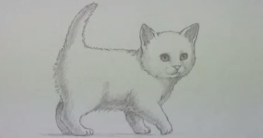 Милые рисунки котят для срисовки карандашом (3)