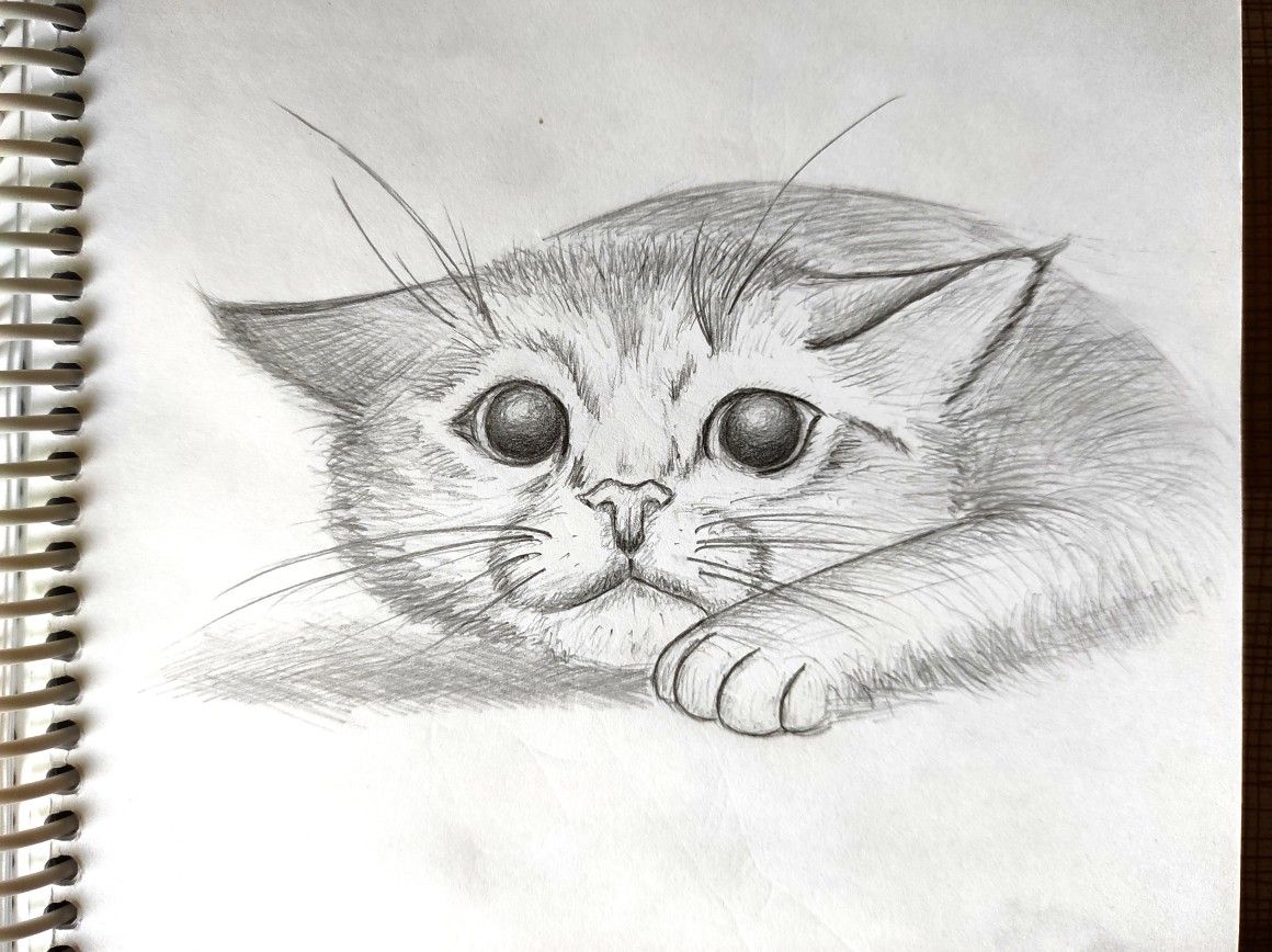 Милые рисунки котят для срисовки карандашом (7)