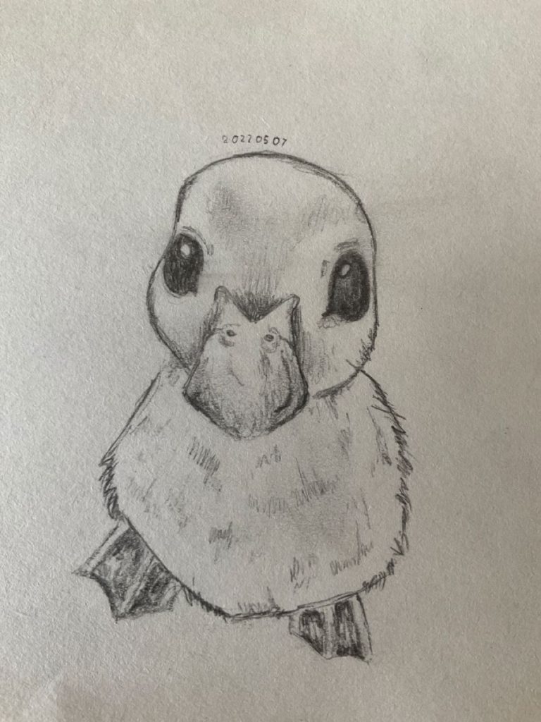 Милый рисунок утка с утятами - подборка (19)