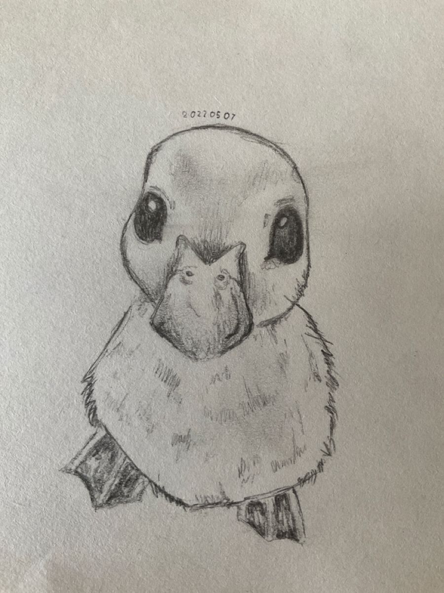 Милый рисунок утка с утятами   подборка (19)