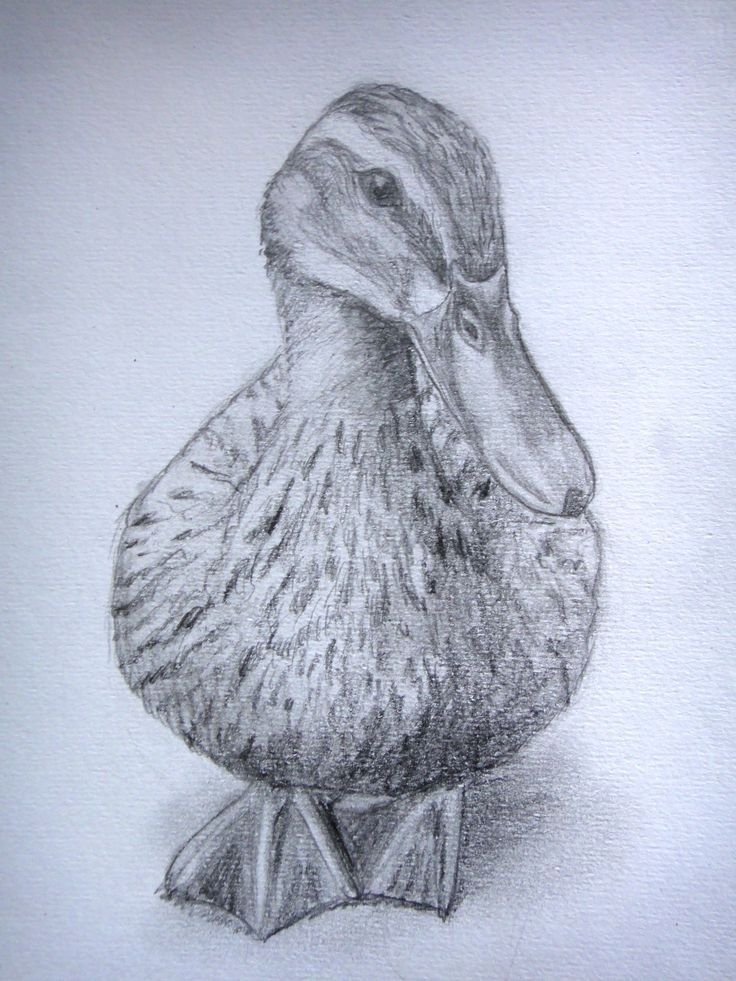 Милый рисунок утка с утятами   подборка (21)