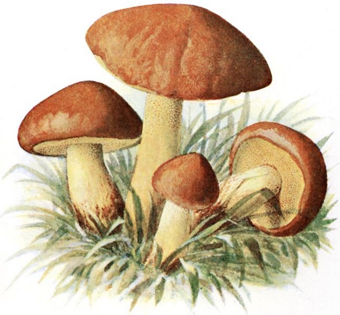 Как нарисовать масленок гриб поэтапно - картинки (1)