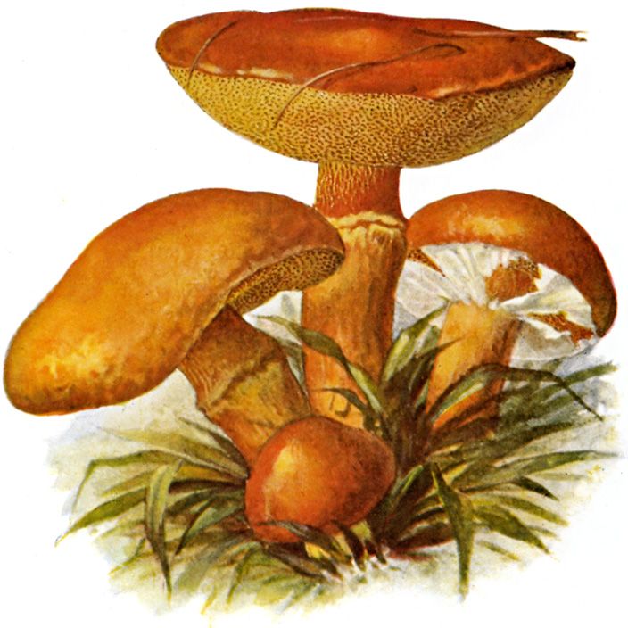 Как нарисовать масленок гриб поэтапно - картинки (1)