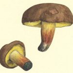 Как нарисовать масленок гриб поэтапно — картинки