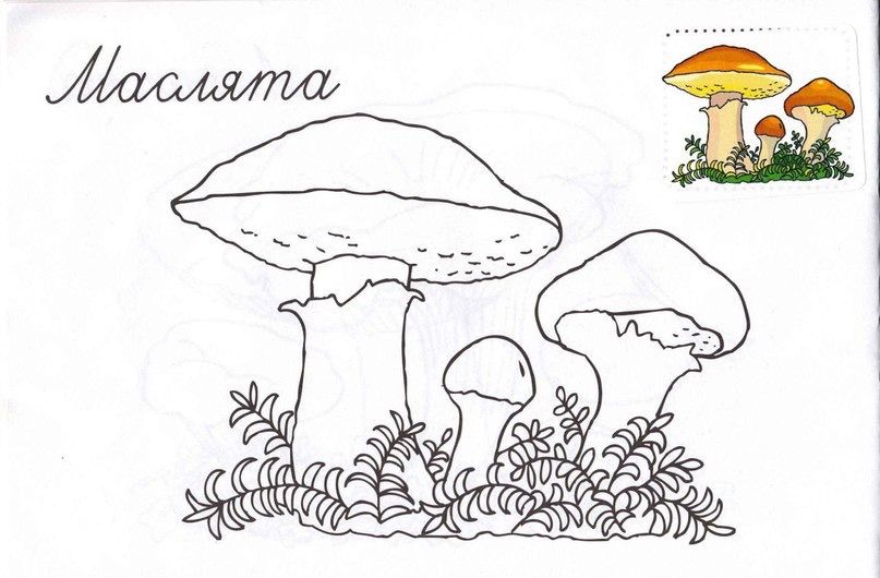 Как нарисовать масленок гриб поэтапно   картинки (2)