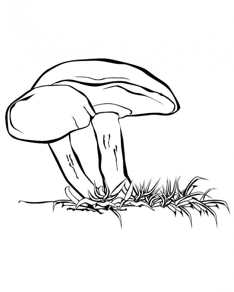 Как нарисовать масленок гриб поэтапно   картинки (3)