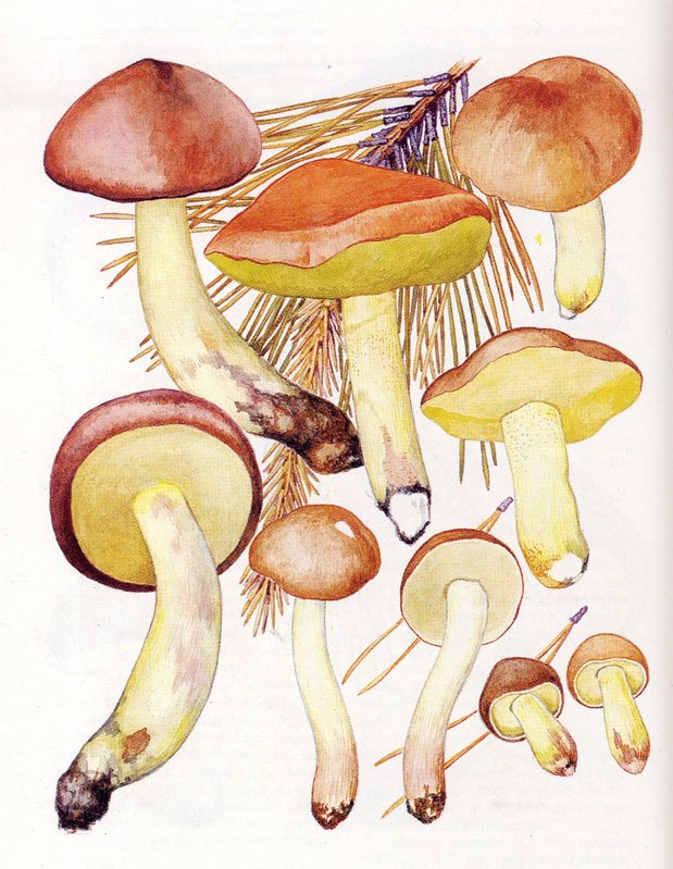 Как нарисовать масленок гриб поэтапно - картинки (8)