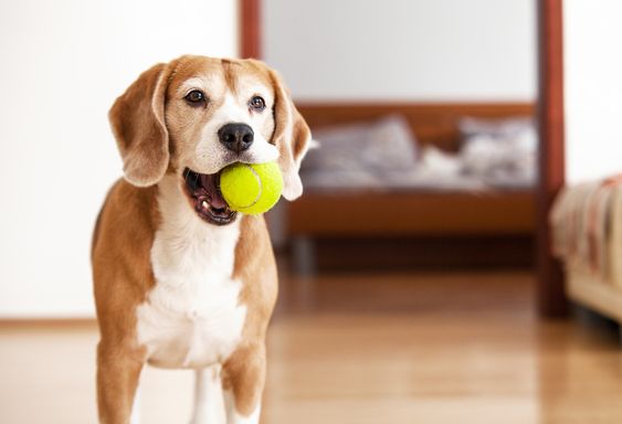 Как приучить собаку приносить мячик   советы и правила 1
