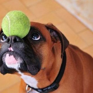 Как приучить собаку приносить мячик   советы и правила 2