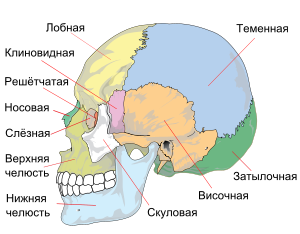 Какие органы находятся в голове человека