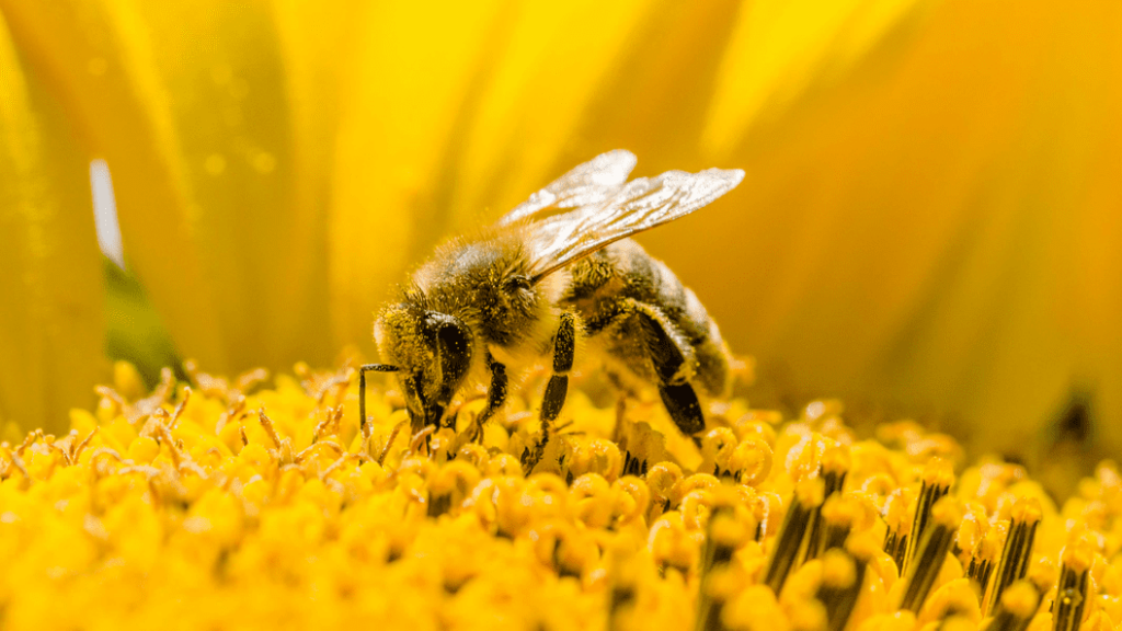 Картинки на Всемирный день пчёл за 2023 год (1)