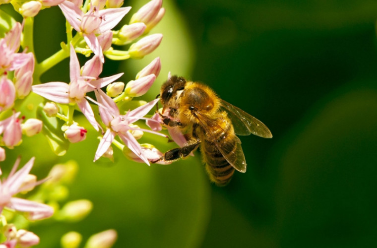 Картинки на Всемирный день пчёл за 2023 год (10)