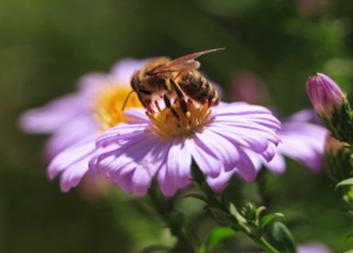 Картинки на Всемирный день пчёл за 2023 год (11)