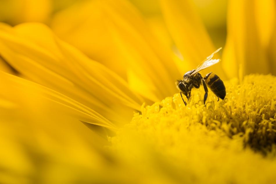Картинки на Всемирный день пчёл за 2023 год (14)