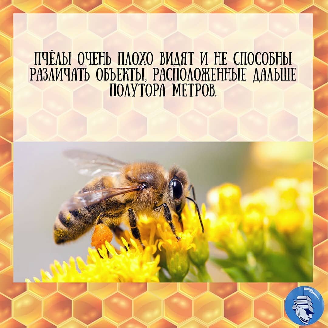 Картинки на Всемирный день пчёл за 2023 год (2)