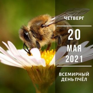 Картинки на Всемирный день пчёл за 2023 год (3)
