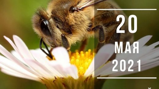 Картинки на Всемирный день пчёл за 2023 год (3)