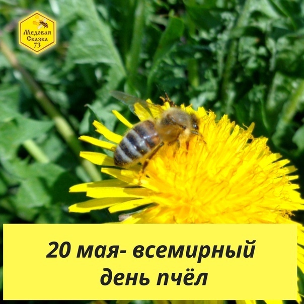 Картинки на Всемирный день пчёл за 2023 год (4)