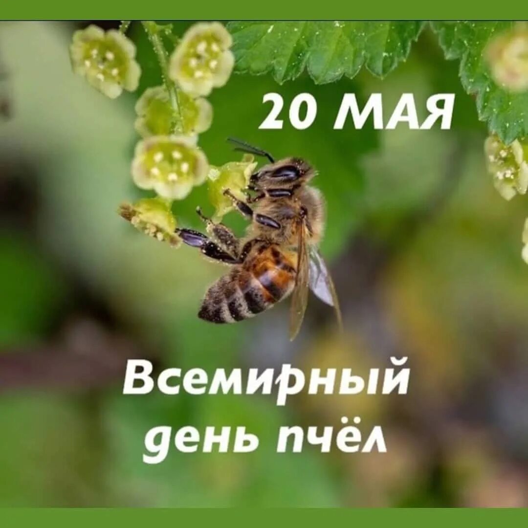 Картинки на Всемирный день пчёл за 2023 год (7)