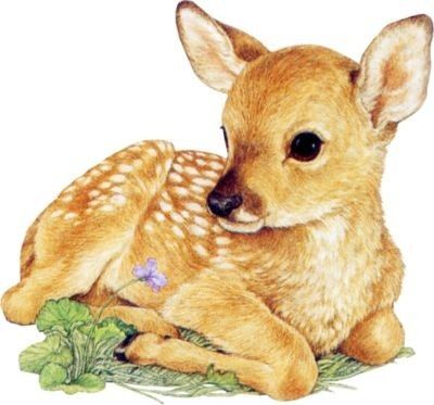 Красивые рисунки на тему лесные животные (29)