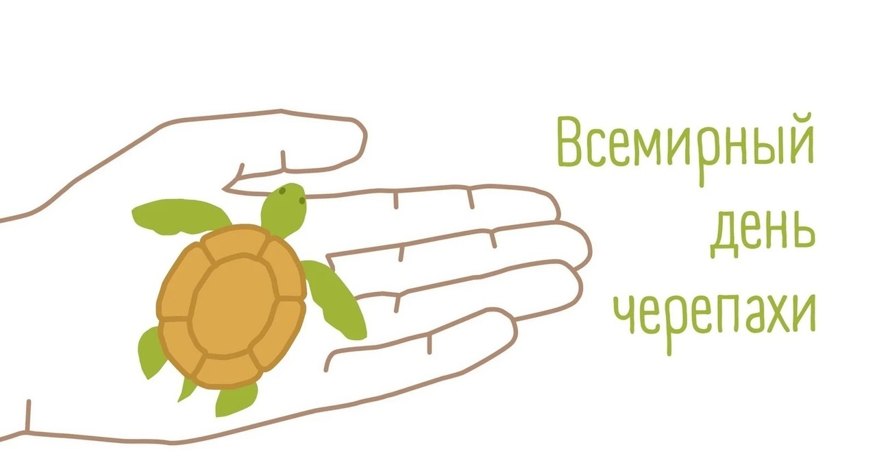 Открытки на праздник Всемирный день черепах (1)