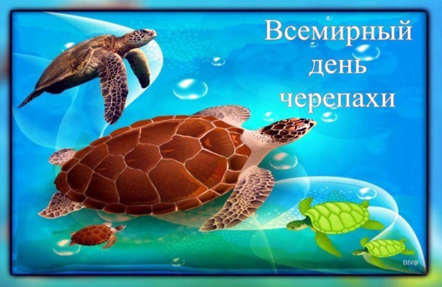 Открытки на праздник Всемирный день черепах (10)
