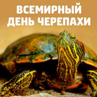 Открытки на праздник Всемирный день черепах (11)