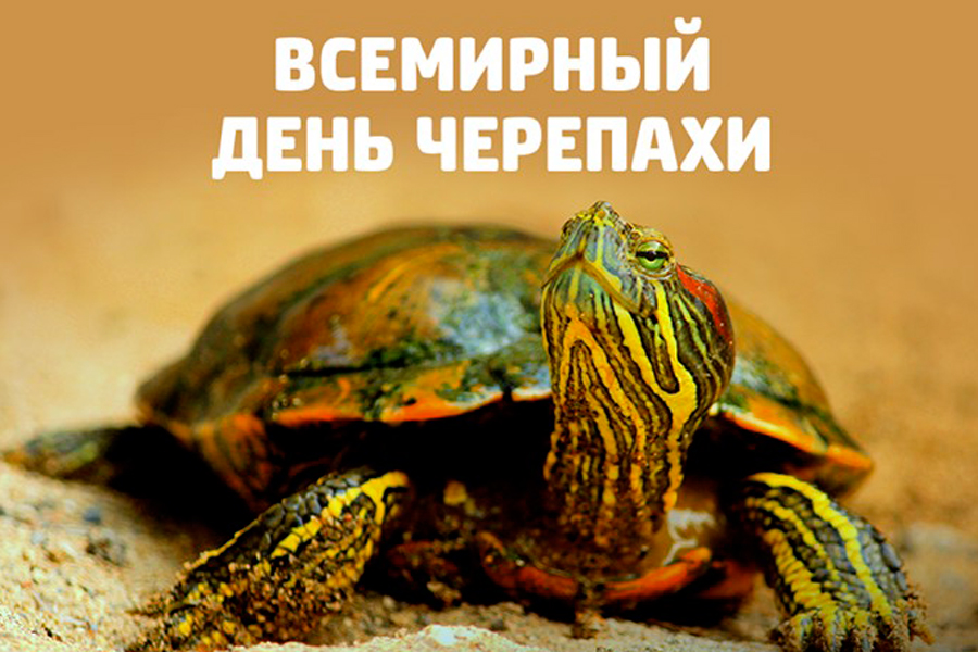 Открытки на праздник Всемирный день черепах (11)