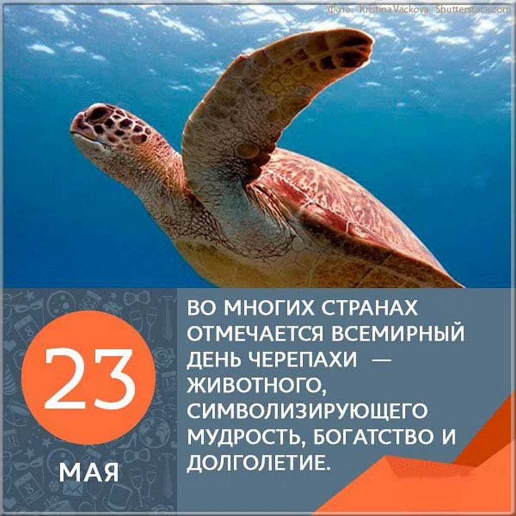 Открытки на праздник Всемирный день черепах (14)