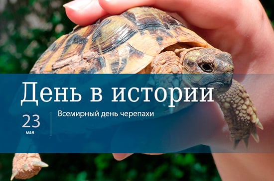 Открытки на праздник Всемирный день черепах (8)