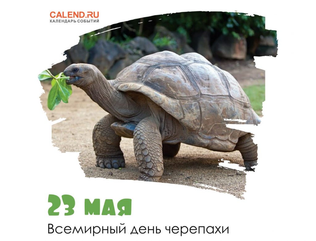Открытки на праздник Всемирный день черепах (9)