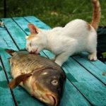 Почему нельзя кастрированным котам давать рыбу: основные причины