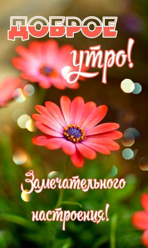 Доброе утро лето, пусть день принесет много радости - открытки (25)