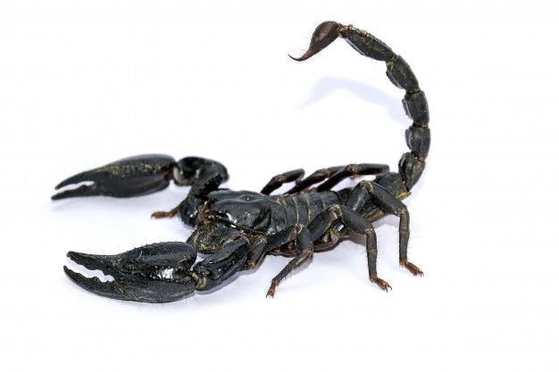 Классные картинки скорпион на аву - подборка (16)