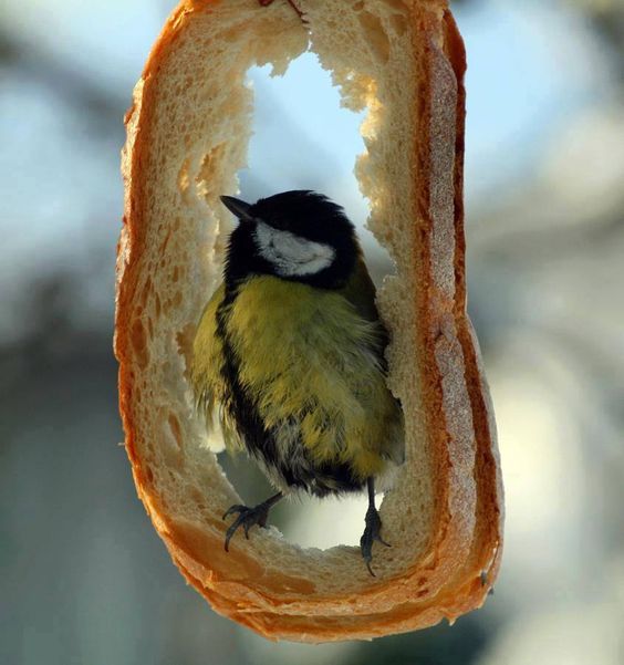 Можно ли кормить птиц черным хлебом 1