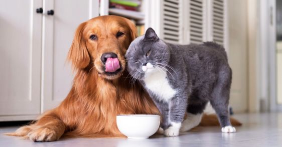 Можно ли кормить собаку кошачьим влажным кормом 2
