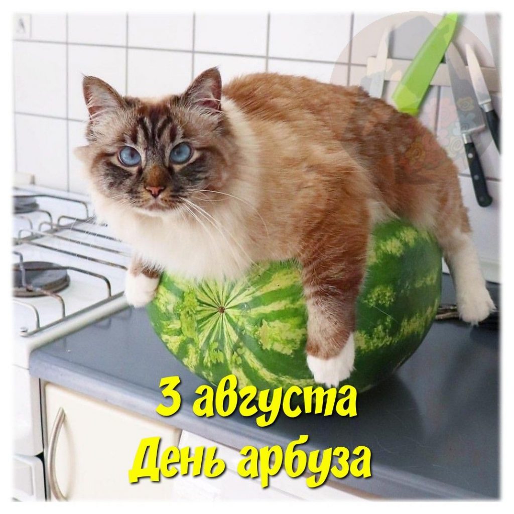 Доброе летнее утро августа - фото 2023 (20)
