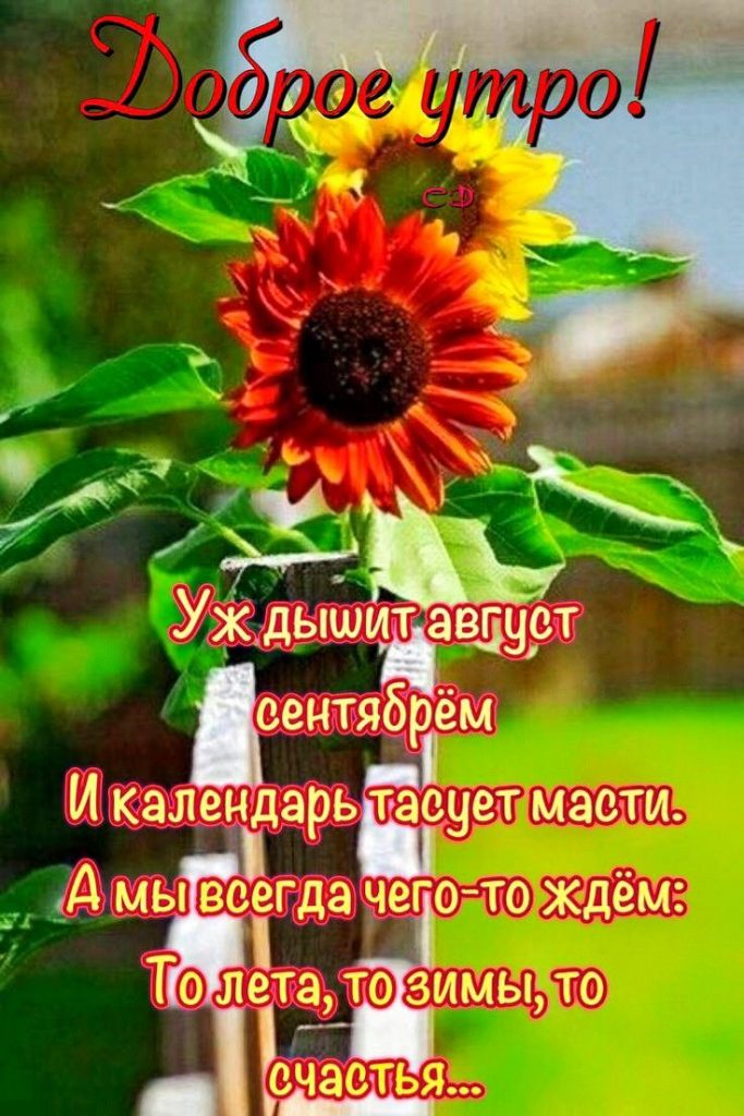 Доброе летнее утро августа - фото 2023 (21)