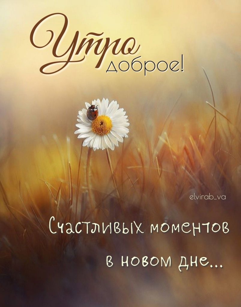 Доброе летнее утро августа - фото 2023 (23)