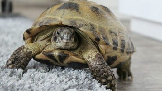 Как определить возраст сухопутной среднеазиатской черепахи 1