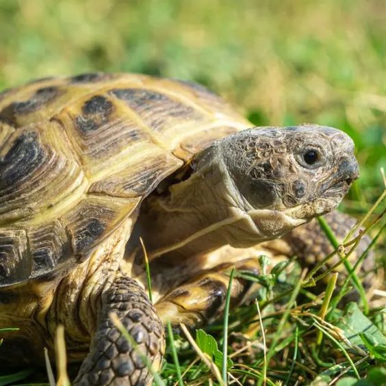 Как определить возраст сухопутной среднеазиатской черепахи 2
