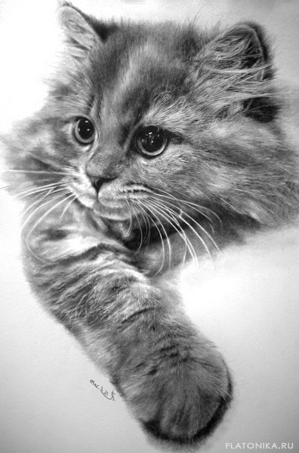 Прикольные картинки котов карандашом для срисовки (11)